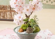【イイハナ・ドットコム】 おうちでお花見が楽しめる！桜の盆栽の詳細へ
