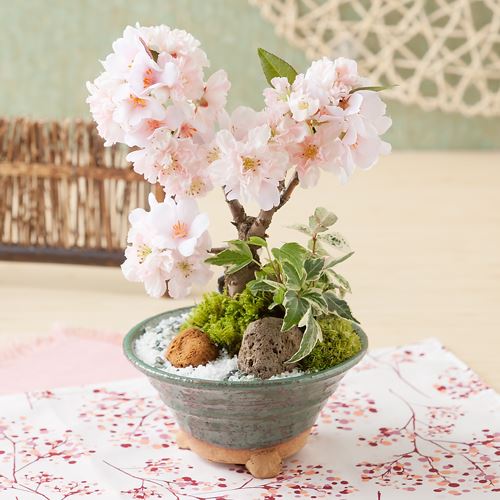 桜の盆栽