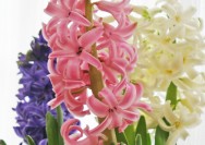 4月11日の誕生花『ヒヤシンス』の花言葉、育て方の詳細へ
